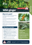 Wild Ginger Plant And Pest Fact Sheets A4 250813 Cover Page 1