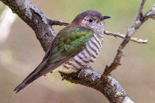 Chrysococcyx Lucidus Lucidus Shining Cuckoo Bird Pīpīwharauroa Adobestock 1078285764