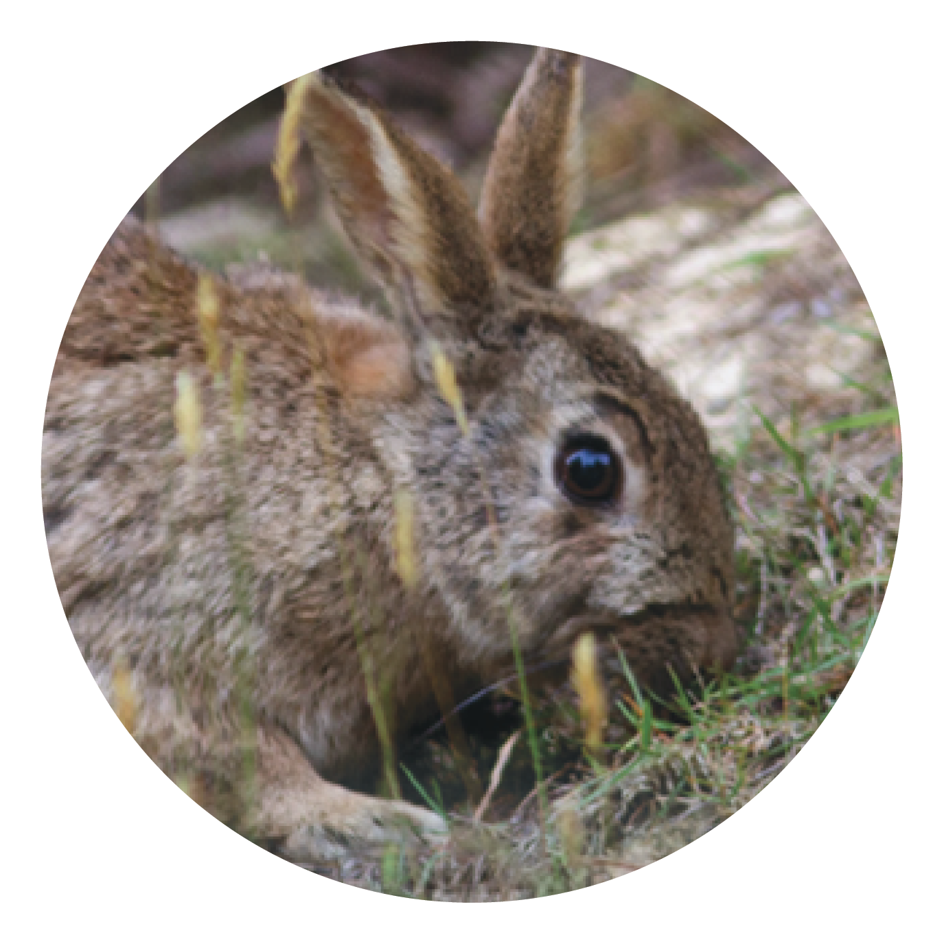 Feral rabbits can quickly become a problem if not managed properly