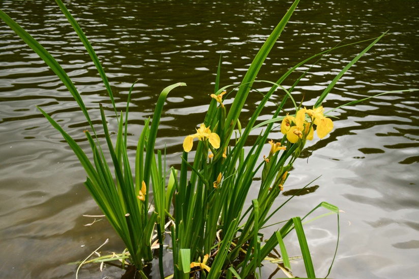 Iris Pseudacorus Adobestock 832580721