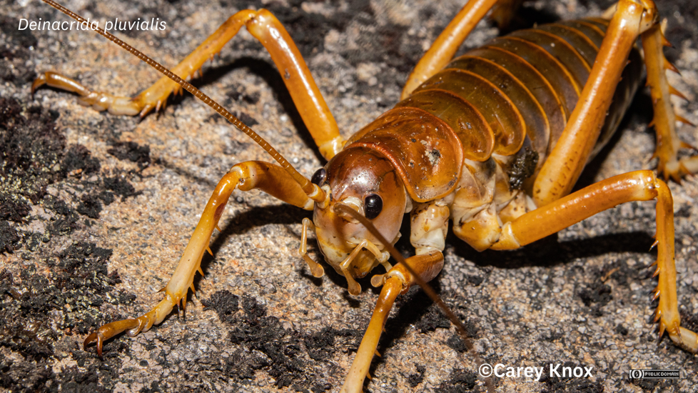 Mt Cook Giant Weta (Deinacrida Pluvialis) Carey Knox No Rights Reserved
