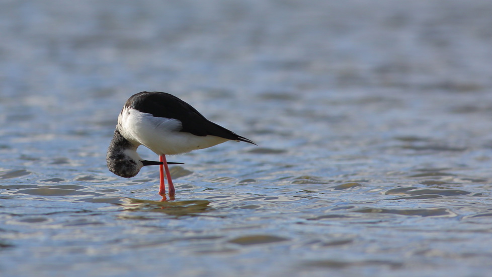 A Pied Stilt Or White Headed Stilt Himantopus Leucocephalus Is Bending Over And Looking Between Its Long Legs At Tomahawk Lagoon In Dunedin New Zealand Adobestock 572269573