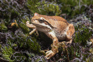 Brown Tree Frog, Littoria Ewingi. Credit Samuel Purdie