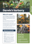 Darwin's Barberry Plant And Pest Fact Sheets A4 250813 Cover Page 1