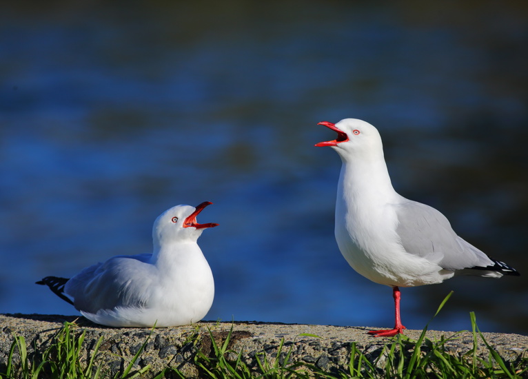 Silver Gull Or New Zealand Red Billed Gull Chroicocephalus Novaehollandiae Adobestock 592509800
