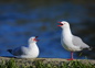 Silver Gull Or New Zealand Red Billed Gull Chroicocephalus Novaehollandiae Adobestock 592509800