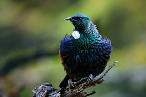 Tui Prosthemadera Novaeseelandiae Adobestock 388125651