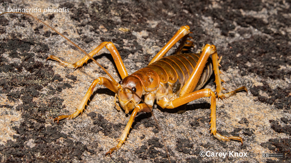 Mt Cook Giant Weta (Deinacrida Pluvialis) Full Carey Knox No Rights Reserved