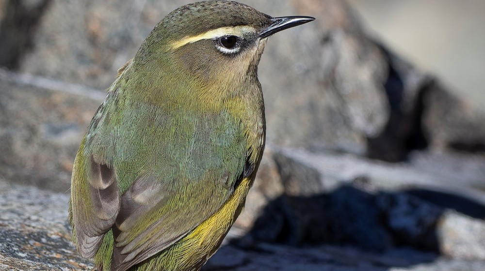 For Media Release Only Southern Rock Wren Pīwauwau, Xenicus Gilviventris Rineyi Photo Oscar Thomas