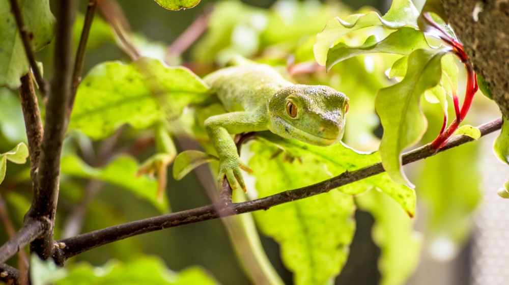 Native New Zealand Green Gecko reptile lizard  Adobestock 228580825