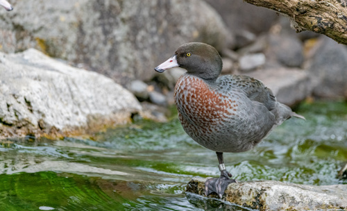 Blue Duck Whio Bird Adobestock 538530400
