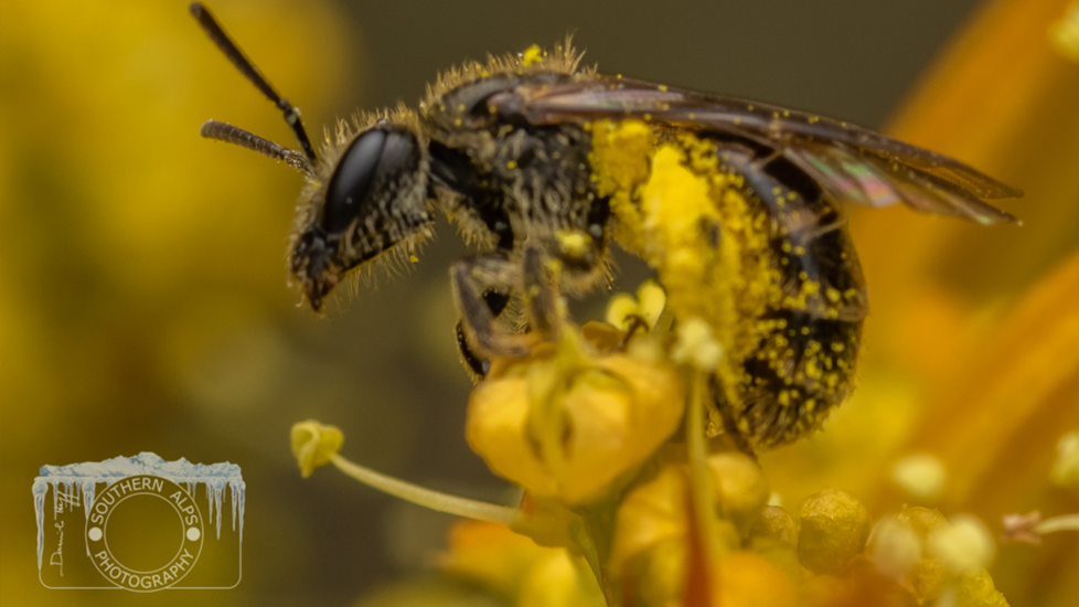 Sweat Bee (Lasioglossum Maunga) Photo (C) Danilo Hegg