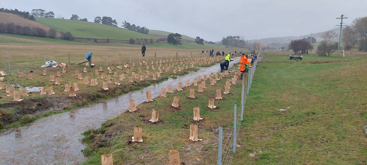 Toitū Te Hakapupu Planting Day Aug 2024