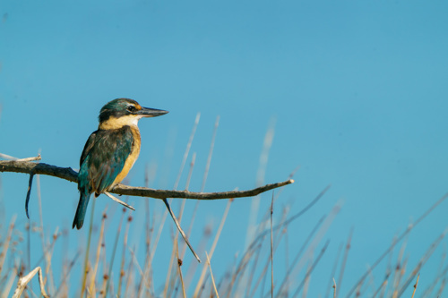 New Zealand Kingfisher Kōtare Todiramphus Sanctus Adobestock 1404403223