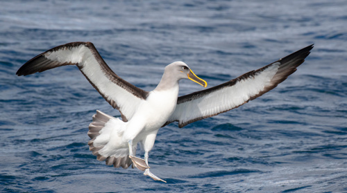 Albatross Thalassarche Bulleri Platei Northern Buller’S Mollymawk Adobestock 389355432