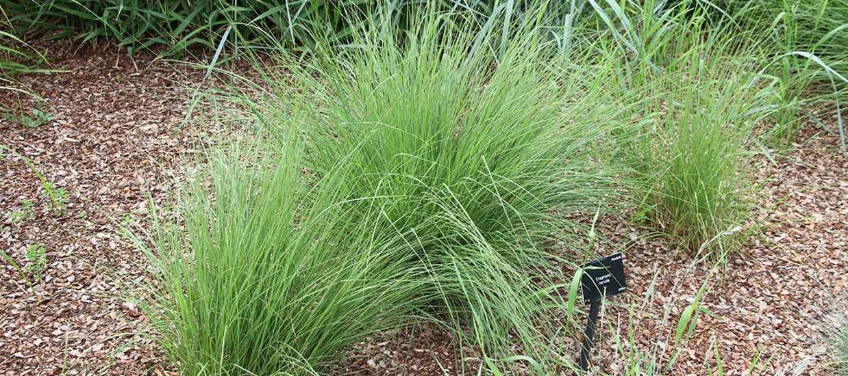Environment Canterbury Image Of African Love Grass. This Image Shows How Bright The Plant Can Be At A Young Age