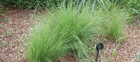 Environment Canterbury Image Of African Love Grass. This Image Shows How Bright The Plant Can Be At A Young Age