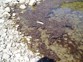 Toxic Algae Mat On Riverbed