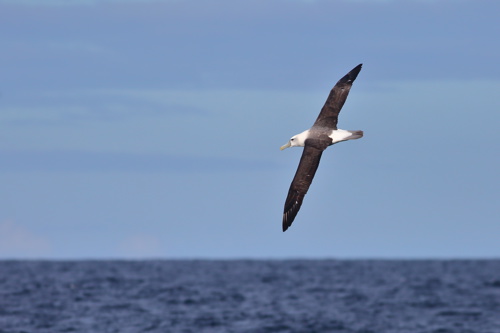 Adult White Capped Albatross Or White Capped Mollymawk (Thalassarche Steadi Or Thalassarche Cauta Steadi) Adobestock 592509739