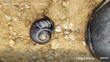 Powelliphanta Spedeni Ssp. Spedeni (C) Nigelmilius, Some Rights Reserved (CC BY NC) Inaturalist