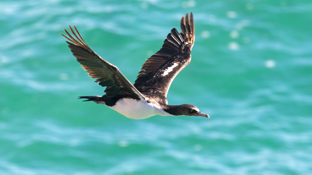 Otago Shag Adobestock 477069199