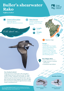 Buller’S Shearwater Rako Thumbnail