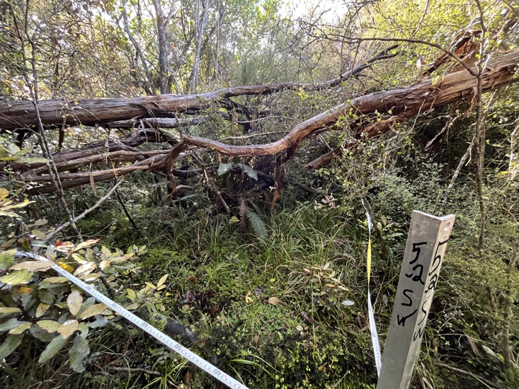 Hukihuki Swamp Catlins Plot 2