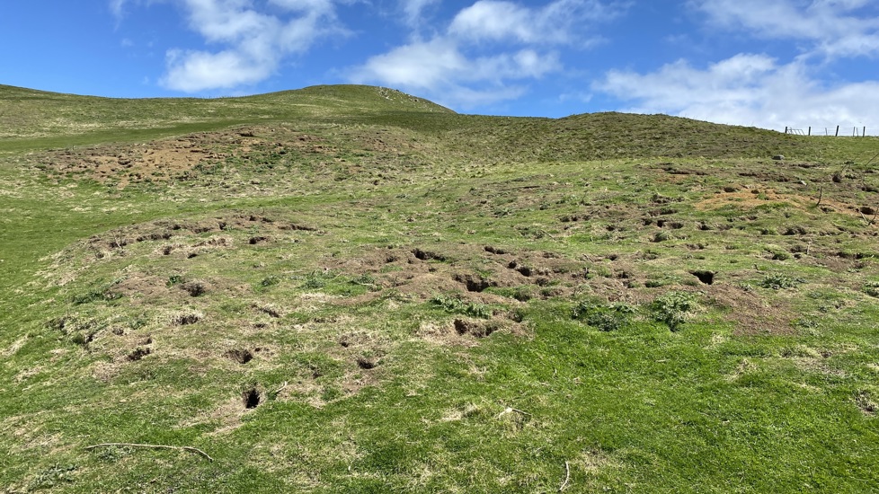Damage From Rabbits On Farm IMG E5536