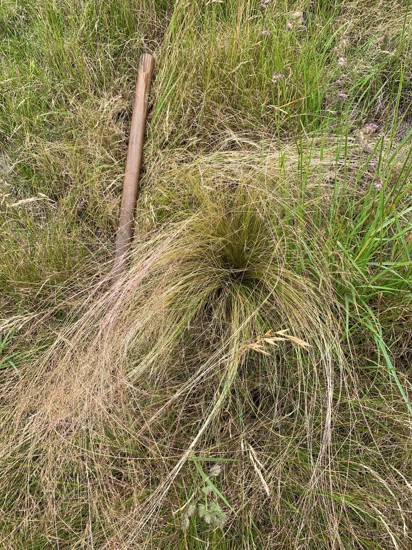 Nassella Cone And Seed