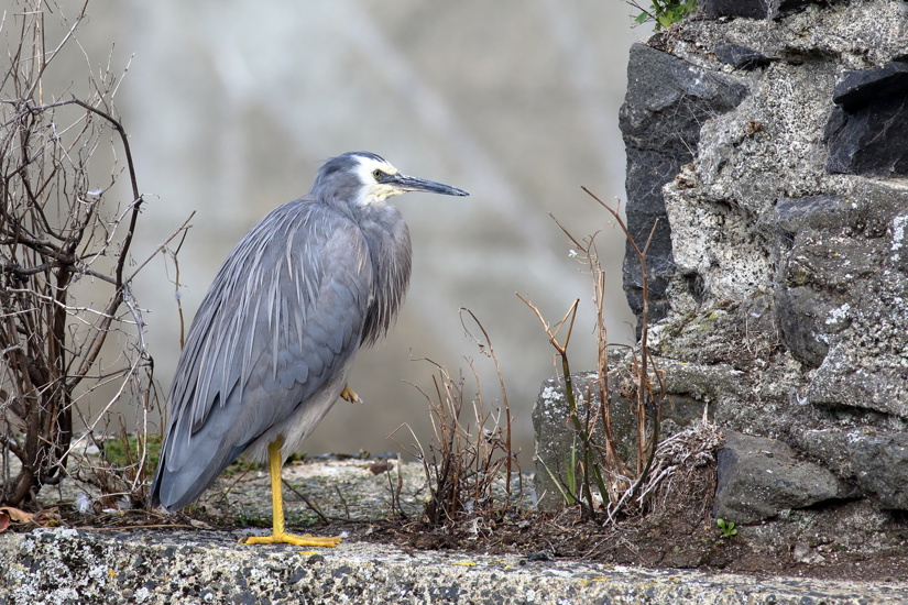 White Faced Heron Egretta Novaehollandiae Adobestock 857551134