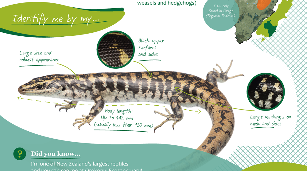 ORC Otago Skink A4 2024