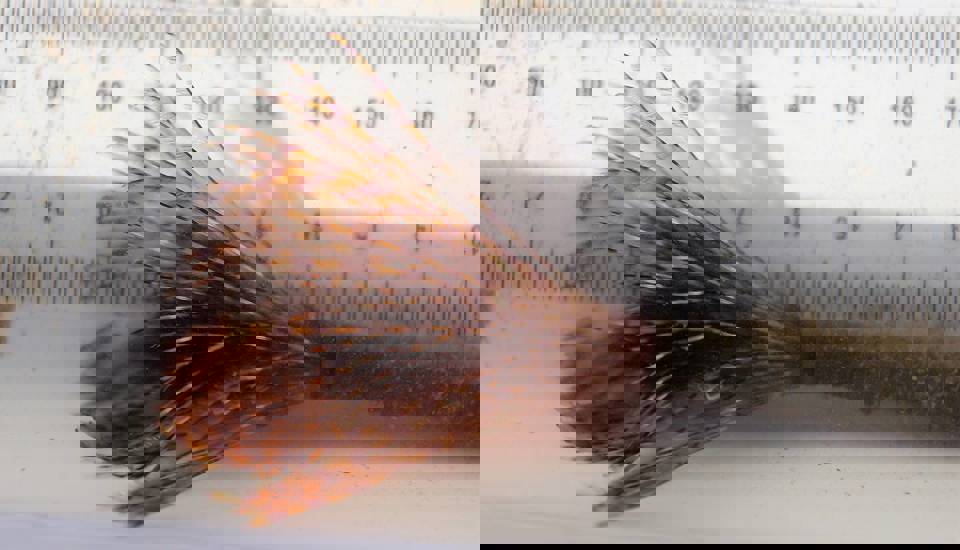 Fanworm NRC Northland Regional Council