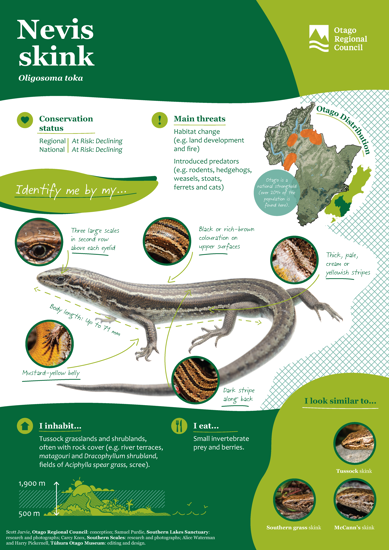 ORC Nevis Skink A4 2024 (1)