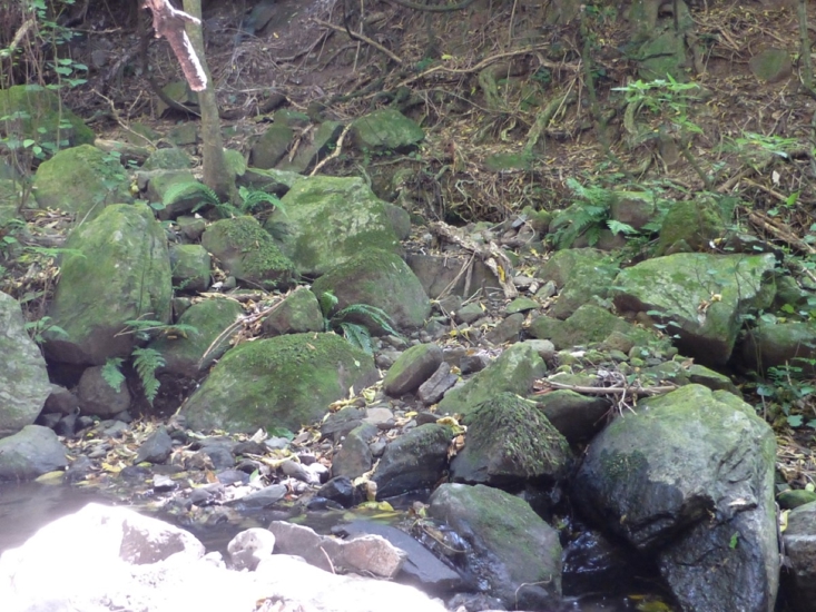 Siphonolejeunea Hispida 14148 01