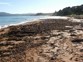 Example Of Rotting Seaweed. Source Northland Regional Council