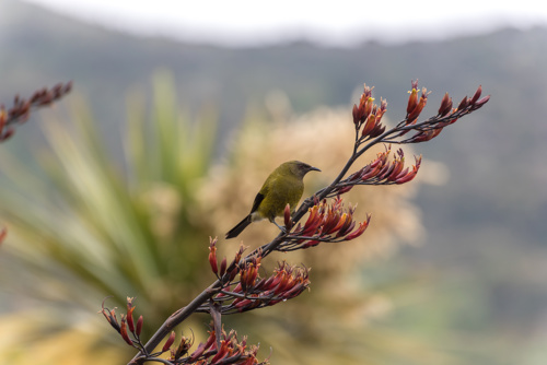 Male Bellbird, Or Korimako, Perched On A Flax Flower Spike In Orokanui Sanctuary, Otago, Adobestock 221539988