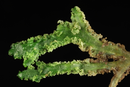 Nothoceros Giganteus 14151 02