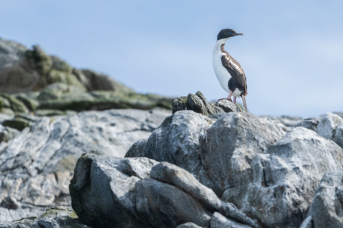 Foveaux Shag (Leucocarbo Stewarti) Adobestock 558767521