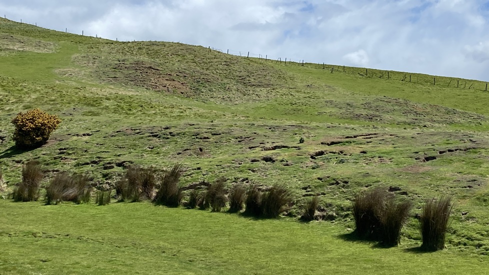 Damage From Rabbits On Farm IIMG E5534
