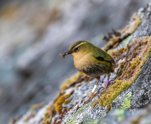 Rock Wren Pīwauwau Xenicus Gilviventris Bird Adobestock 518648542