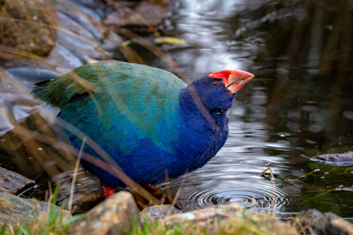 Bird Porphyrio Hochstetteri Takahe Adobestock 215576433