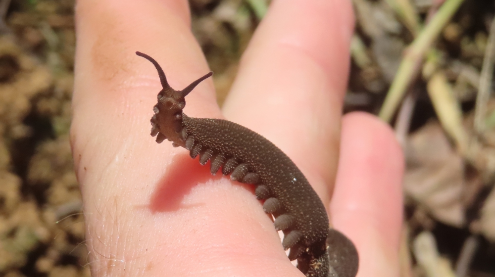 Peripatus Juanensis Photo Wes Gapp Commons Wikimedia 271682855