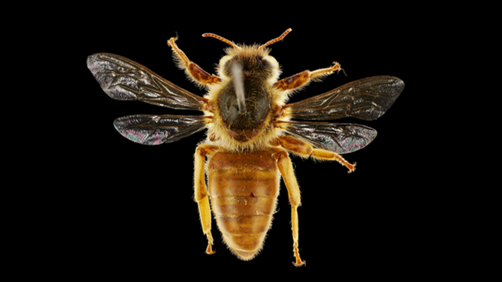 Apis Mellifera Ligustica Spinola, 1806. CC BY 4.0. Te Papa (AI.033457) 1920X1080