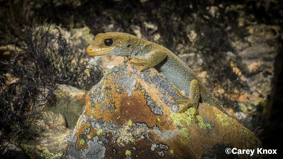 Hura Te Ao Gecko 8 53141985398 O Carey Knox Website Only