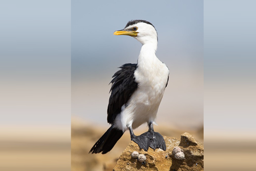 Kawaupaka / little shag (microcarbo melanoleucos)