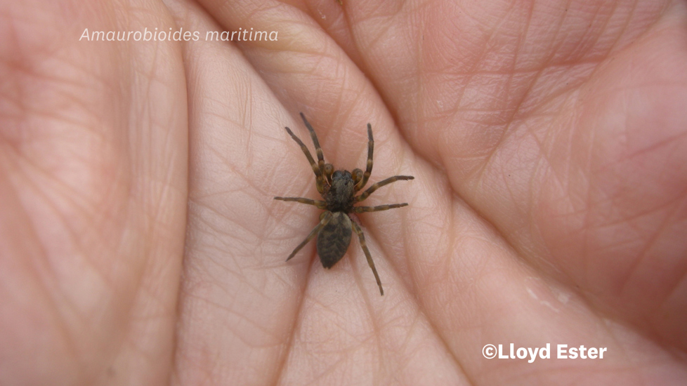 Amaurobioides Maritima Photo 15158714, (C) Lloyd Esler, Some Rights Reserved (CC BY NC) Inaturalist