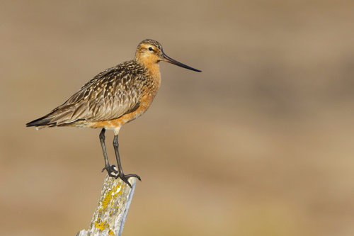 Eastern Bar-tailed Godwit, Limosa lapponica baueri or anadyrensis