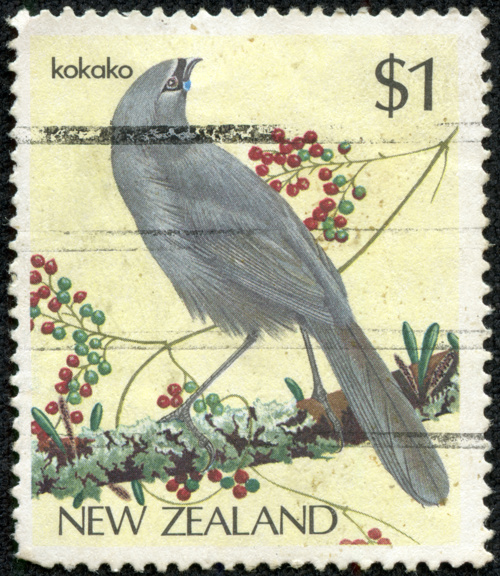 Posts Stamp With Ndangered Kokako Bird Perched On A Tree Branch Adobestock 70459310