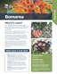 Bomarea Plant And Pest Fact Sheets A4 250813 Page 1