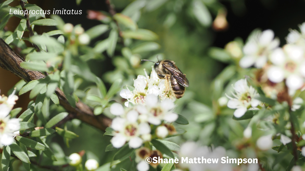Leioproctus Imitatus Photo 458335580 (C)Shane Matthew Simpson (CC BY NC) Inaturalist NZ